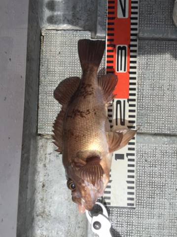 シーモンキー 釣果