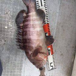 シーモンキー 釣果