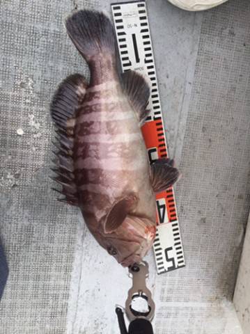 シーモンキー 釣果