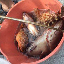 シーモンキー 釣果