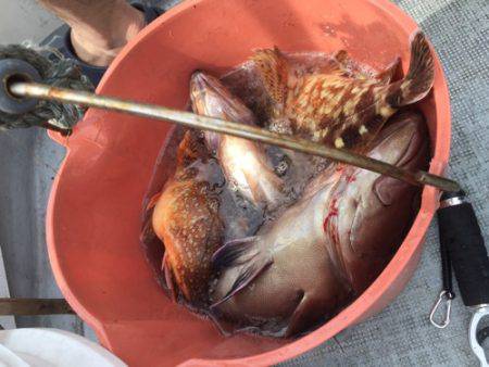 シーモンキー 釣果