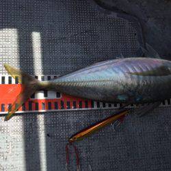 シーモンキー 釣果