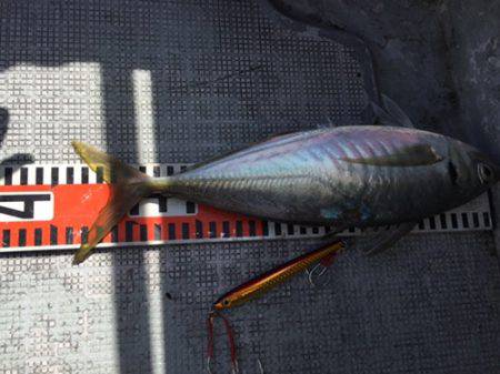 シーモンキー 釣果