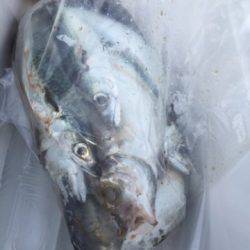 シーモンキー 釣果