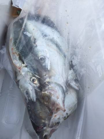 シーモンキー 釣果