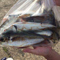 シーモンキー 釣果