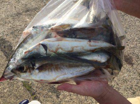 シーモンキー 釣果