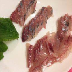 シーモンキー 釣果