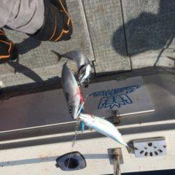 シーモンキー 釣果