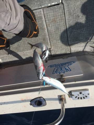 シーモンキー 釣果