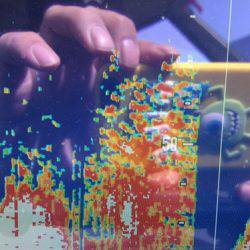 シーモンキー 釣果