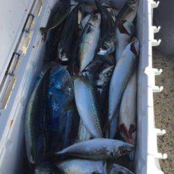 シーモンキー 釣果