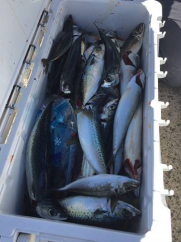 シーモンキー 釣果