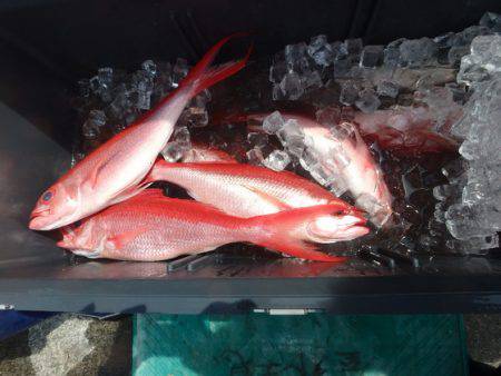 フィッシングハウス伊藤 釣果