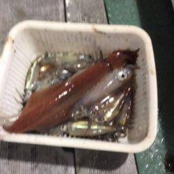 シーモンキー 釣果