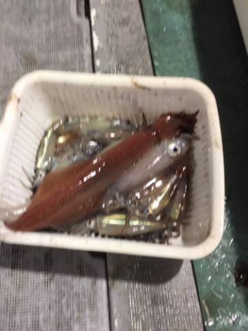 シーモンキー 釣果