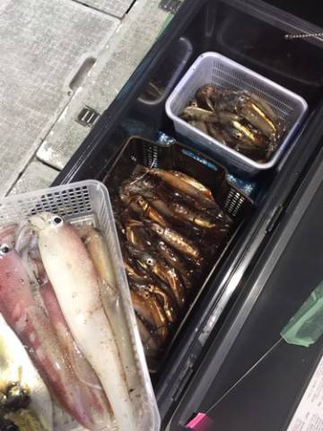 シーモンキー 釣果