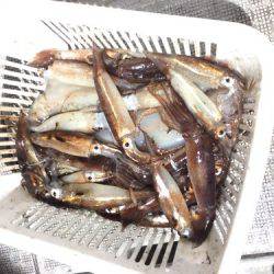 シーモンキー 釣果