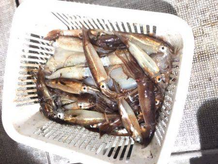 シーモンキー 釣果