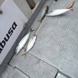 シーモンキー 釣果