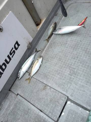 シーモンキー 釣果