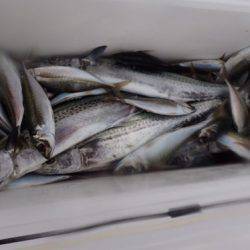 シーモンキー 釣果