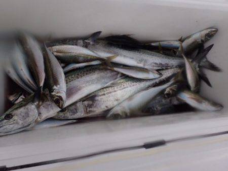 シーモンキー 釣果