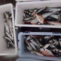 シーモンキー 釣果