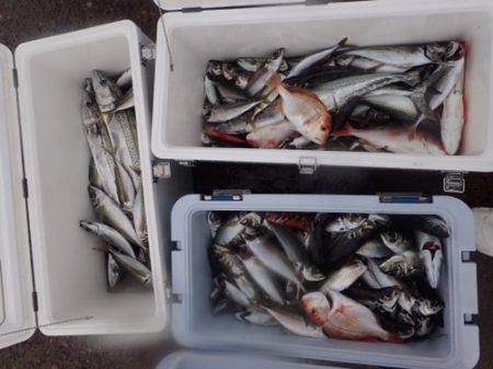 シーモンキー 釣果