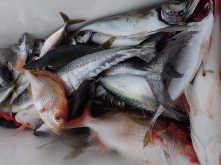 シーモンキー 釣果