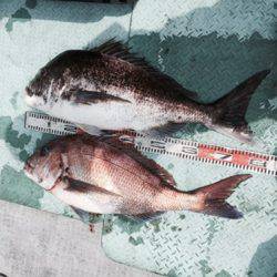 シーモンキー 釣果