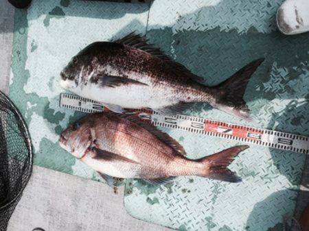 シーモンキー 釣果