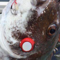 シーモンキー 釣果