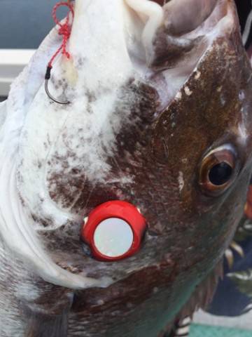 シーモンキー 釣果