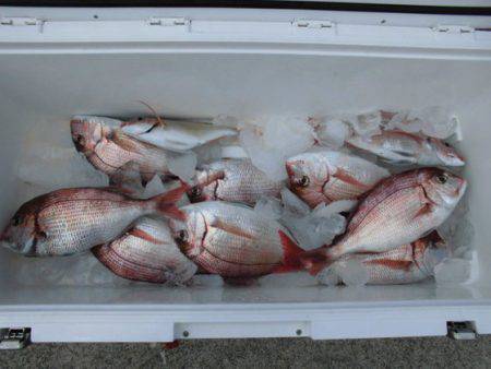 大進丸(新潟) 釣果