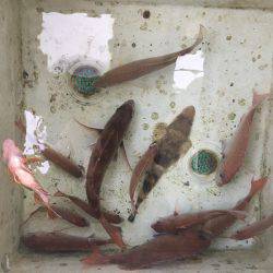 オーシャンズ 釣果