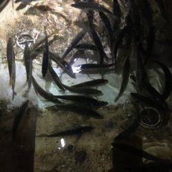 オーシャンズ 釣果