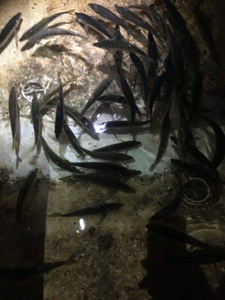 オーシャンズ 釣果