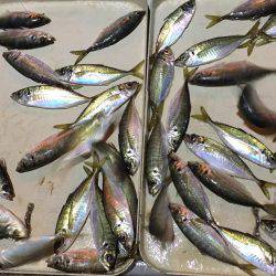 オーシャンズ 釣果