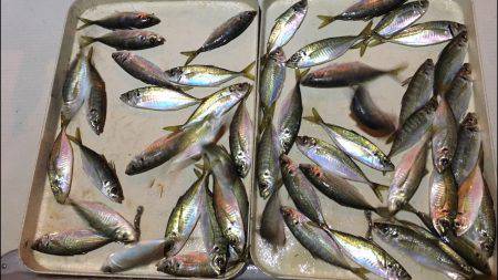 オーシャンズ 釣果