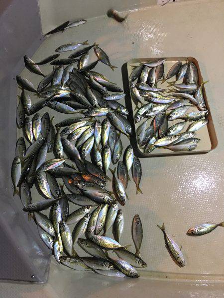 オーシャンズ 釣果