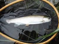 秩父フライフィールド 釣果