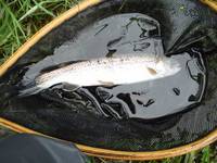 秩父フライフィールド 釣果