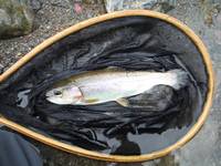 秩父フライフィールド 釣果