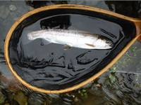 秩父フライフィールド 釣果