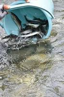 秩父フライフィールド 釣果