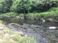 秩父フライフィールド 釣果