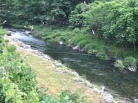 秩父フライフィールド 釣果