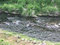 秩父フライフィールド 釣果