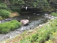 秩父フライフィールド 釣果